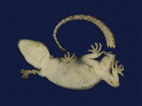 鉛山壁虎藏品圖，第7張